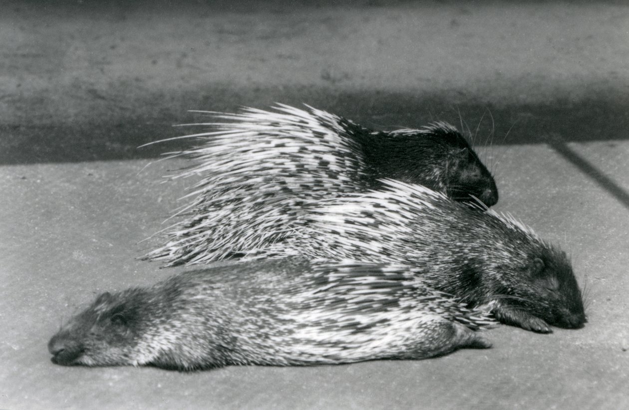 Trzy jeżozwierze południowoafrykańskie przylądka, londyńskie zoo, 1925 r autorstwa Frederick William Bond
