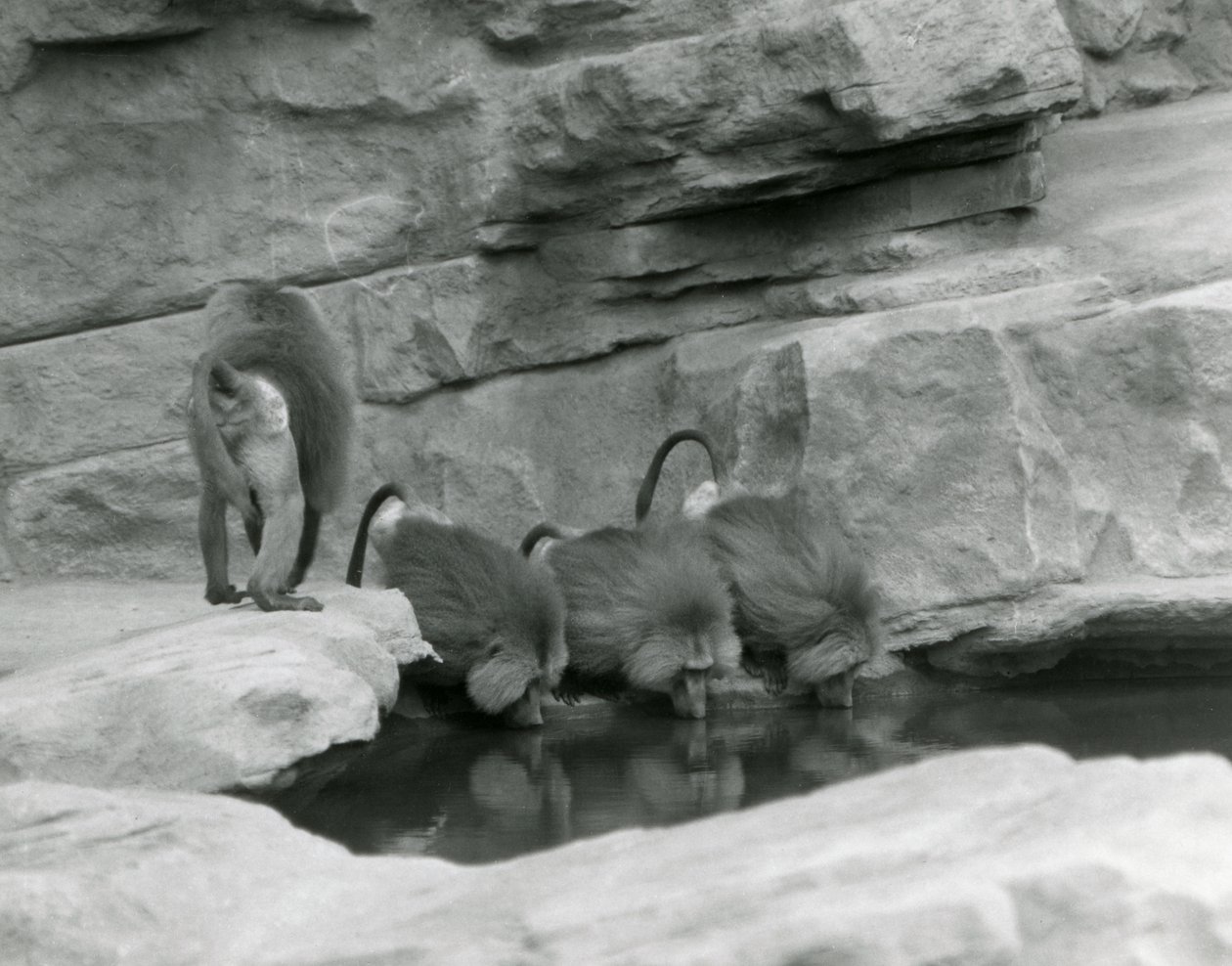 Trzy święte pawiany piją z basenu w swoim skalistym wybiegu, podczas gdy czwarty odchodzi, londyńskie zoo, czerwiec 1925 autorstwa Frederick William Bond