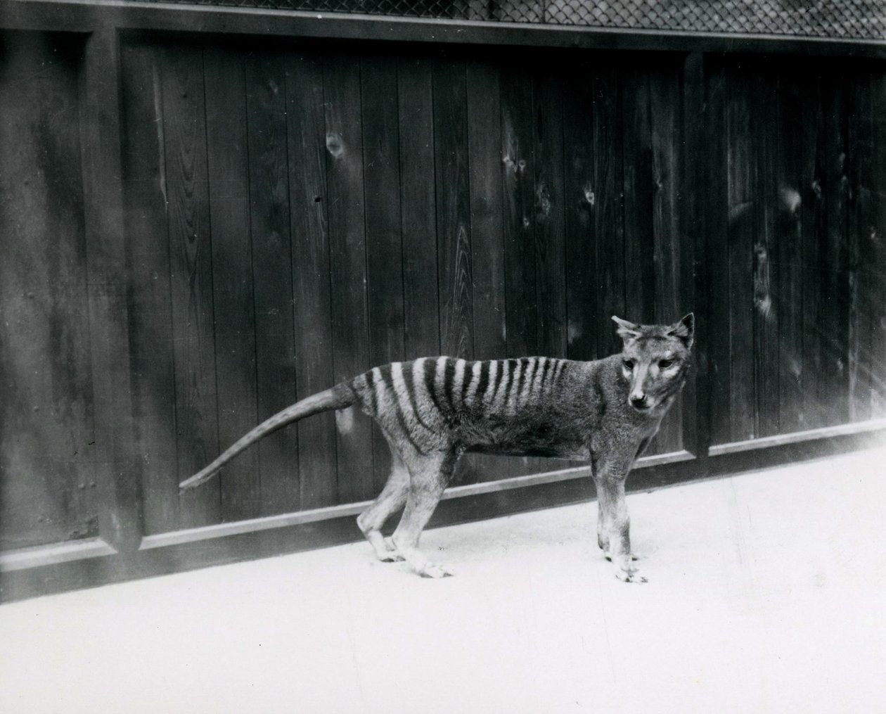 Wilk wilkołak tasmański w londyńskim zoo, przed 1930 r autorstwa Frederick William Bond