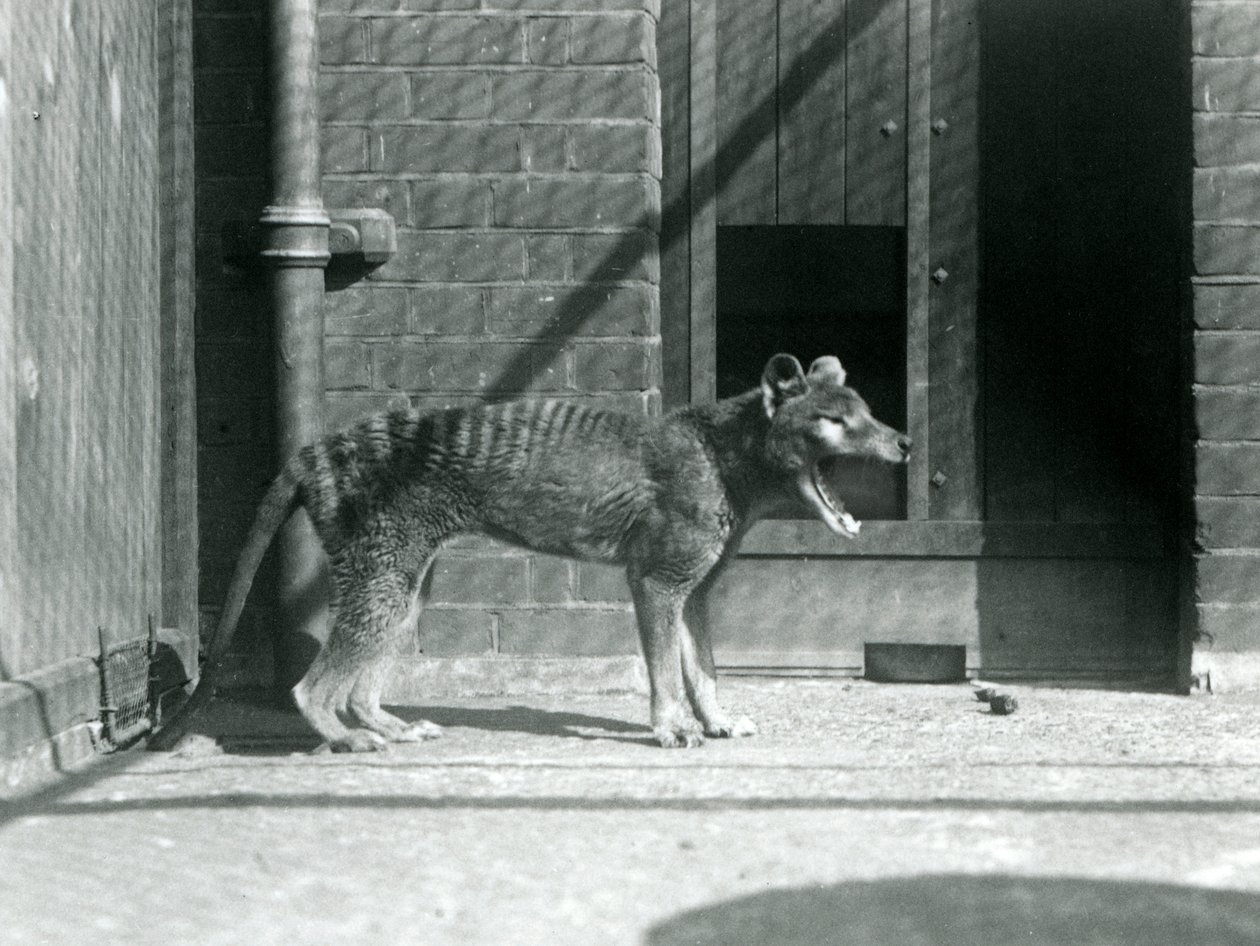 Wilk workowaty / Wilk tasmański w londyńskim zoo w sierpniu 1926 (zdjęcie czarno-białe) autorstwa Frederick William Bond