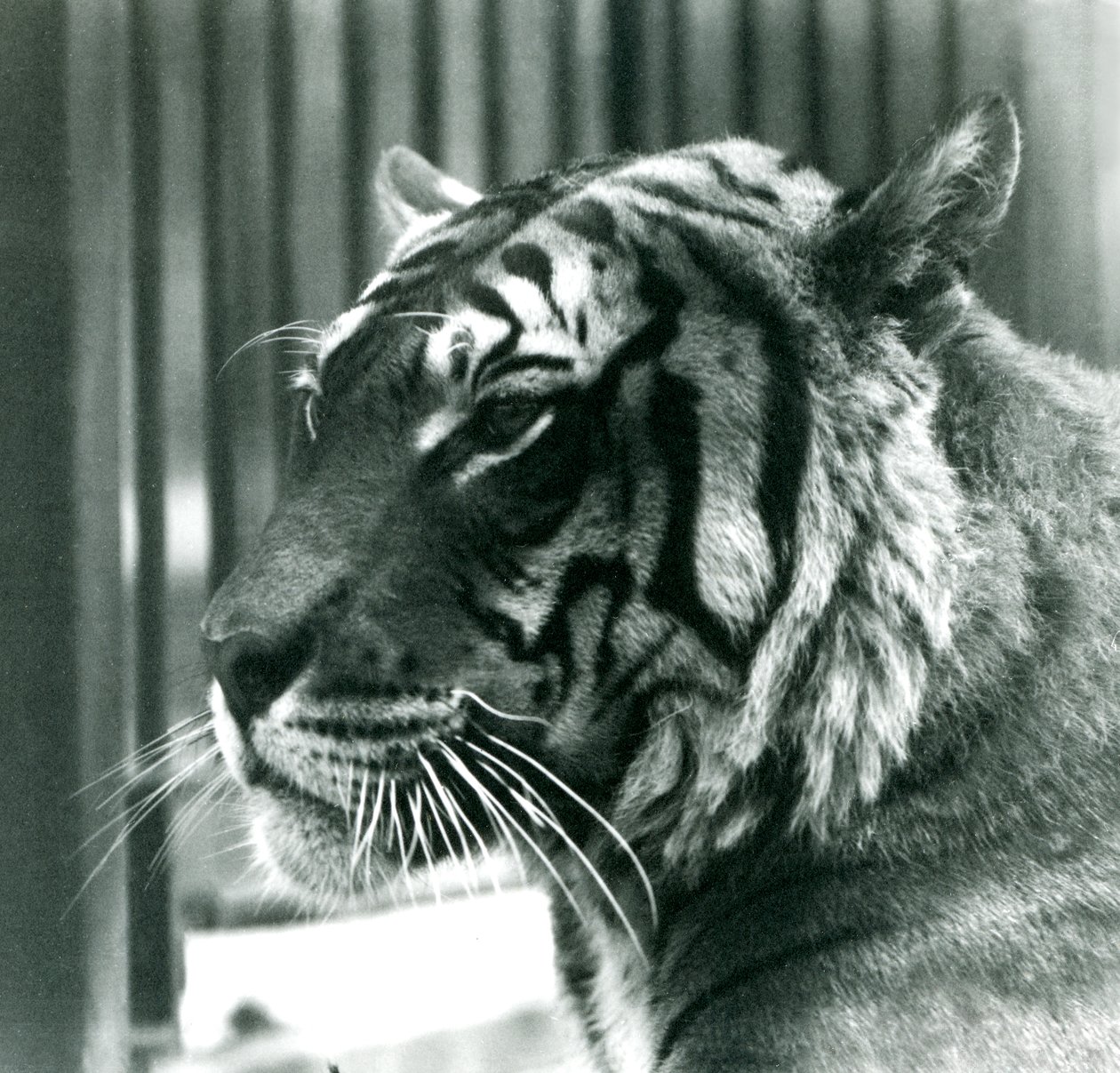 Tiger Sam w londyńskim zoo w 1925 r. autorstwa Frederick William Bond
