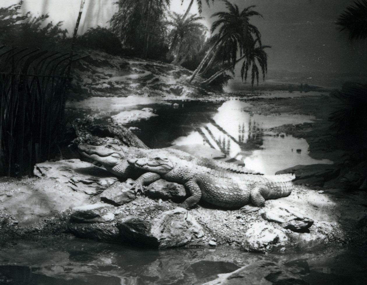 Dwa aligatory w panoramie w londyńskim zoo w czerwcu 1927 r. autorstwa Frederick William Bond