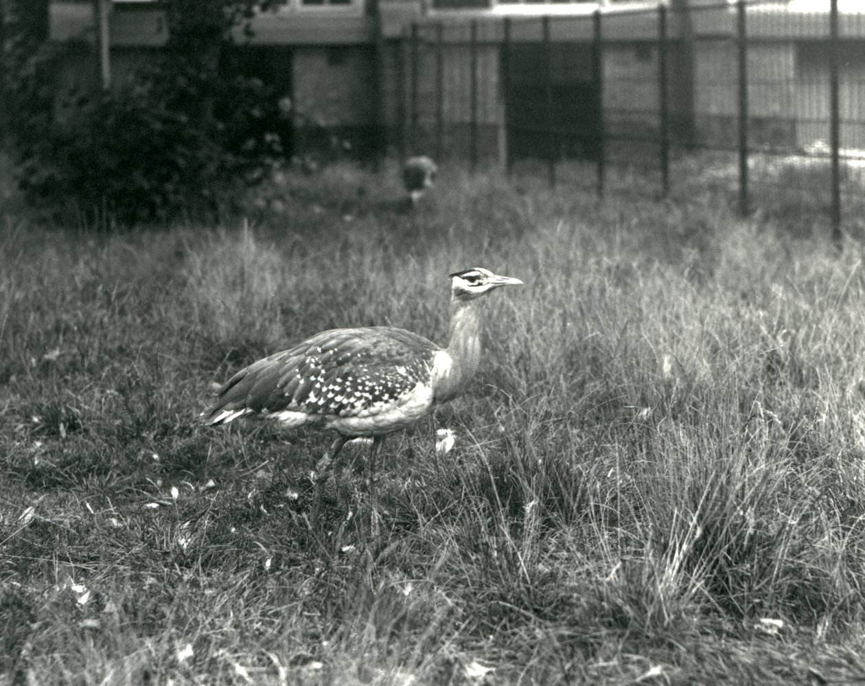 Dwa dropie arabskie stojące na wybiegu w londyńskim zoo, wrzesień 1927 r. autorstwa Frederick William Bond