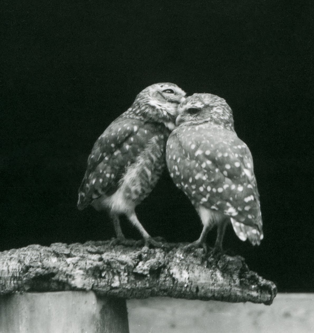 Dwie sowy sowy stojące naprzeciw siebie na końcu gałęzi, londyńskie zoo, lipiec 1926 (zdjęcie czarno-białe) autorstwa Frederick William Bond