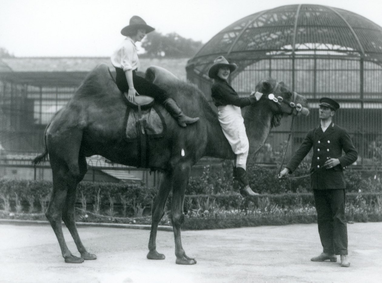 Dwie kowbojki pozują na wielbłądzie dwugarbnym trzymanym przez jego opiekuna podczas wizyty w londyńskim zoo w 1924 roku autorstwa Frederick William Bond