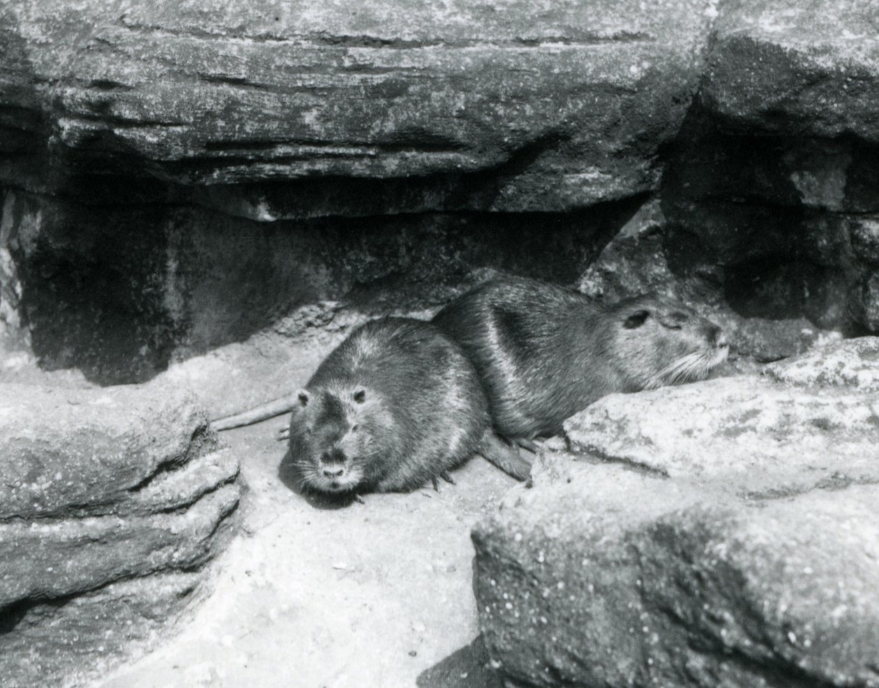 Dwie nuty odpoczywające wśród skał w swojej zagrodzie w londyńskim zoo, kwiecień 1925 autorstwa Frederick William Bond