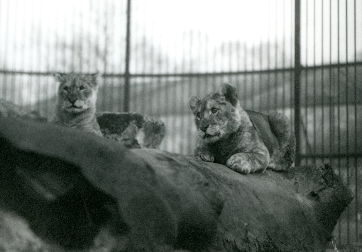 Dwa lwiątka, które urodziły się w menażerii, w ich wybiegu w londyńskim zoo, kwiecień 1924 r. autorstwa Frederick William Bond