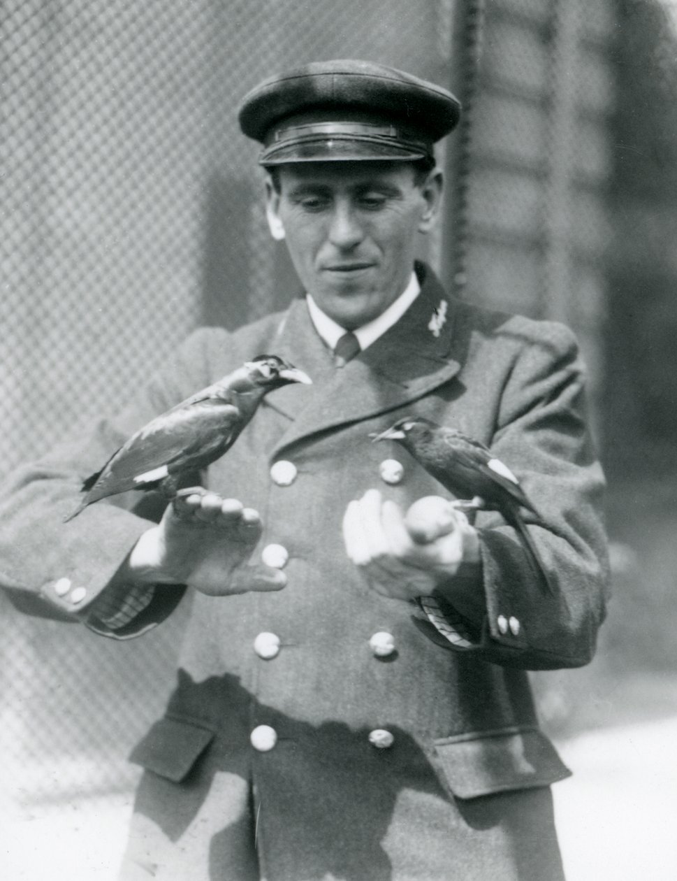 Dwa ptaki Myny na rękach opiekuna Thomasa Raggetta, londyńskie zoo, czerwiec 1924 autorstwa Frederick William Bond