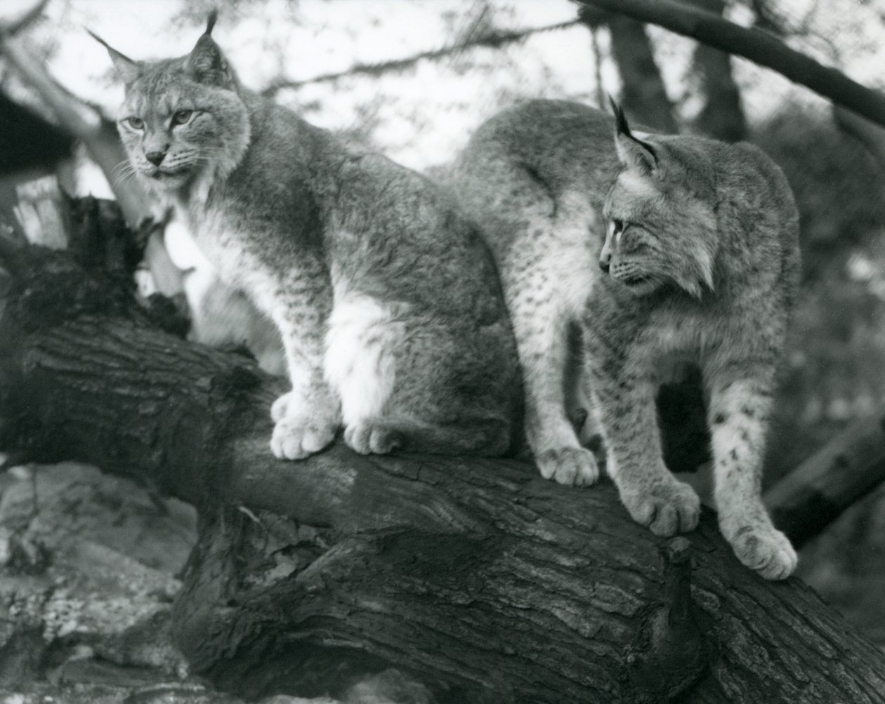 Dwa Ryś Północny, jeden siedzący i jeden stojący, na gałęzi, londyńskie zoo, październik 1925 autorstwa Frederick William Bond
