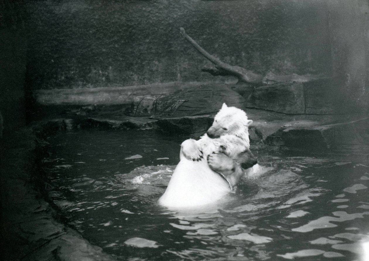Dwa niedźwiedzie polarne, w tym młodociany, przytulają się i bawią w basenie w londyńskim zoo, czerwiec 1922 r. autorstwa Frederick William Bond