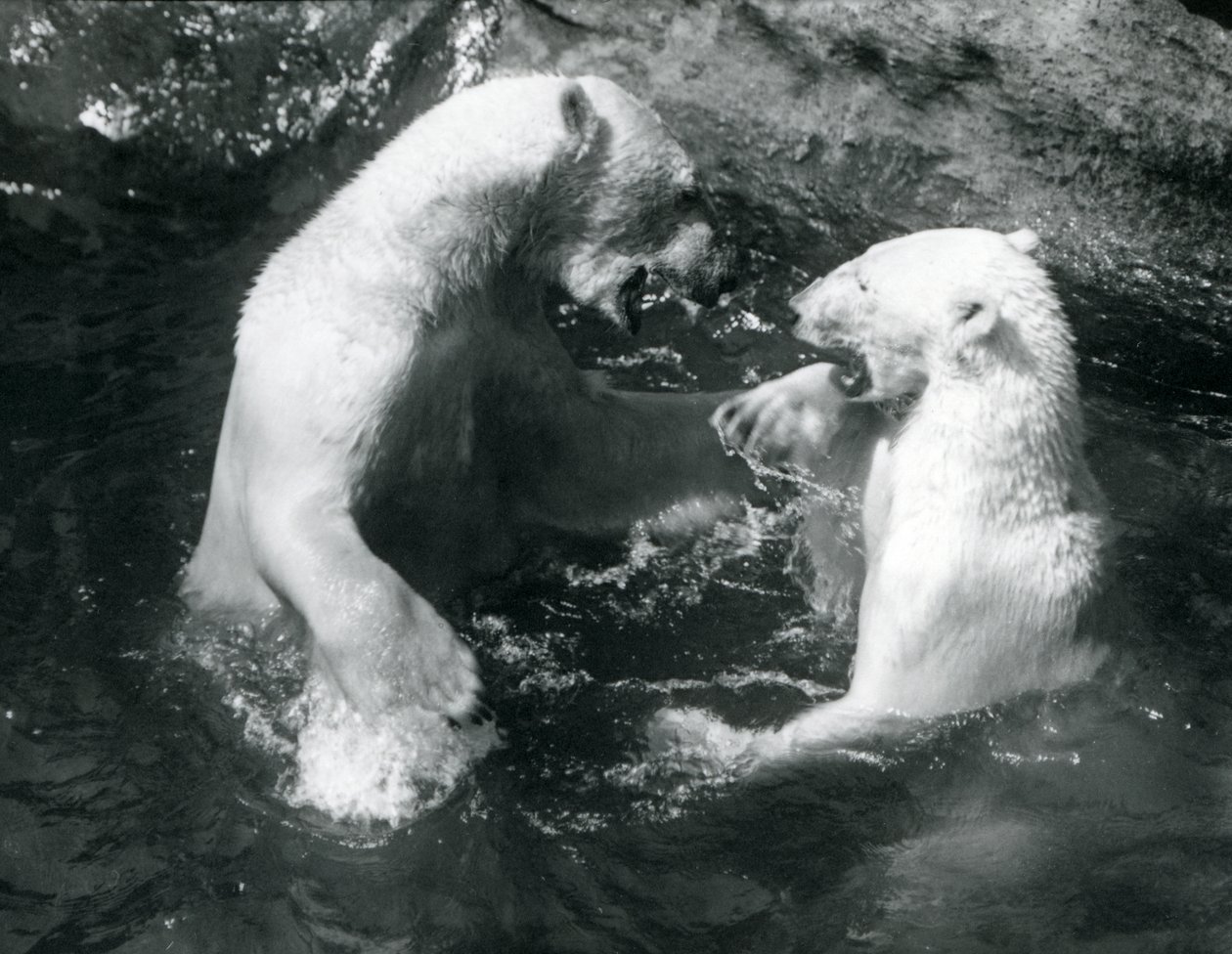 Dwa niedźwiedzie polarne bawiące się w basenie w londyńskim zoo w 1926 r. autorstwa Frederick William Bond