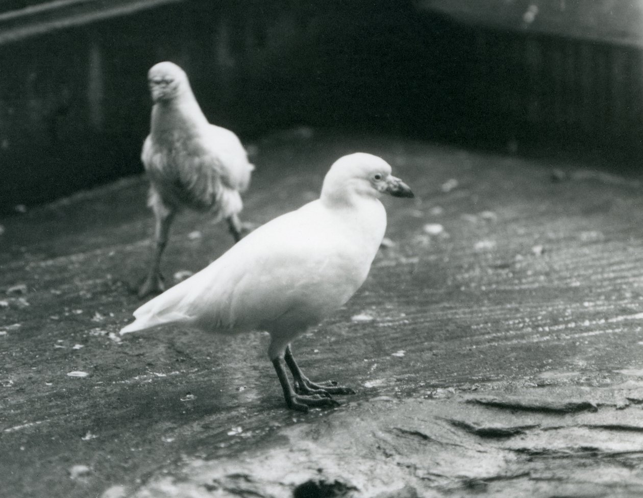 Dwa śnieżne sheathbills stojące i chodzące po ziemi w londyńskim zoo, sierpień 1927 r. autorstwa Frederick William Bond