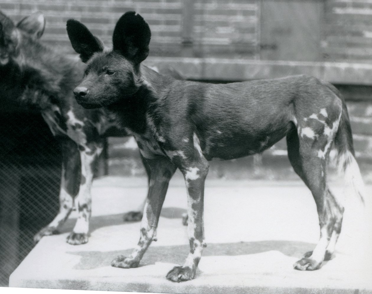 Dwa somalijskie dzikie psy w londyńskim zoo, lipiec 1925 autorstwa Frederick William Bond