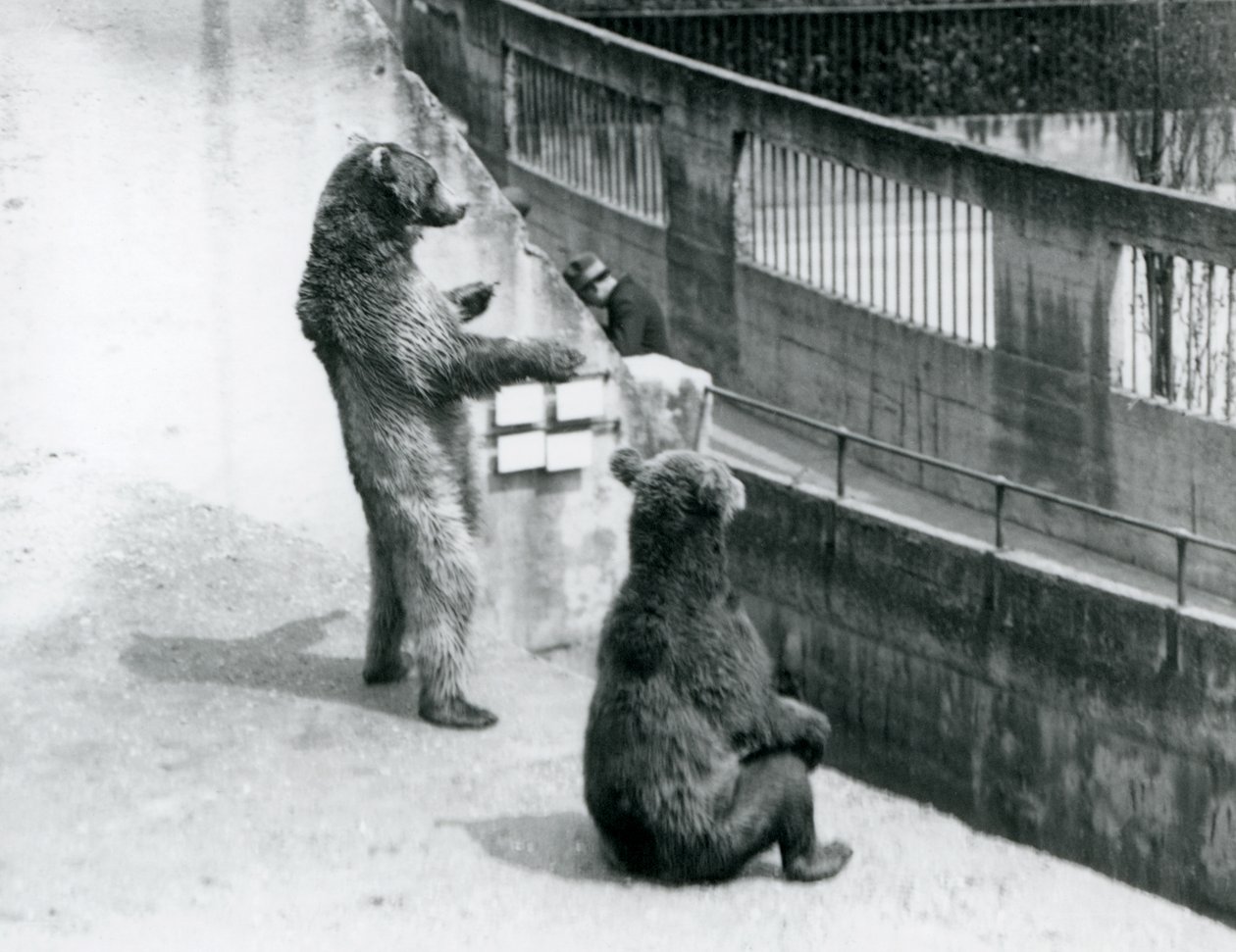Dwa niedźwiedzie brunatne, jeden stojący na tylnych łapach, a drugi siedzący, spoglądają w dół z tarasów Mappin, londyńskie zoo, lipiec 1925 autorstwa Frederick William Bond
