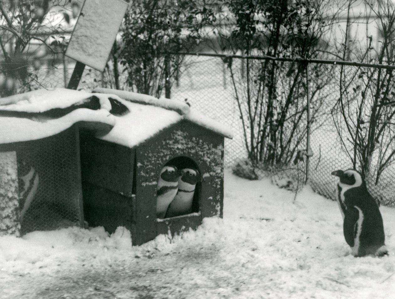 Dwa zagrożone wyginięciem pingwiny czarnołape wychodzą ze swojej budki lęgowej w śniegu, podczas gdy inny patrzy, londyńskie zoo, 1924 autorstwa Frederick William Bond