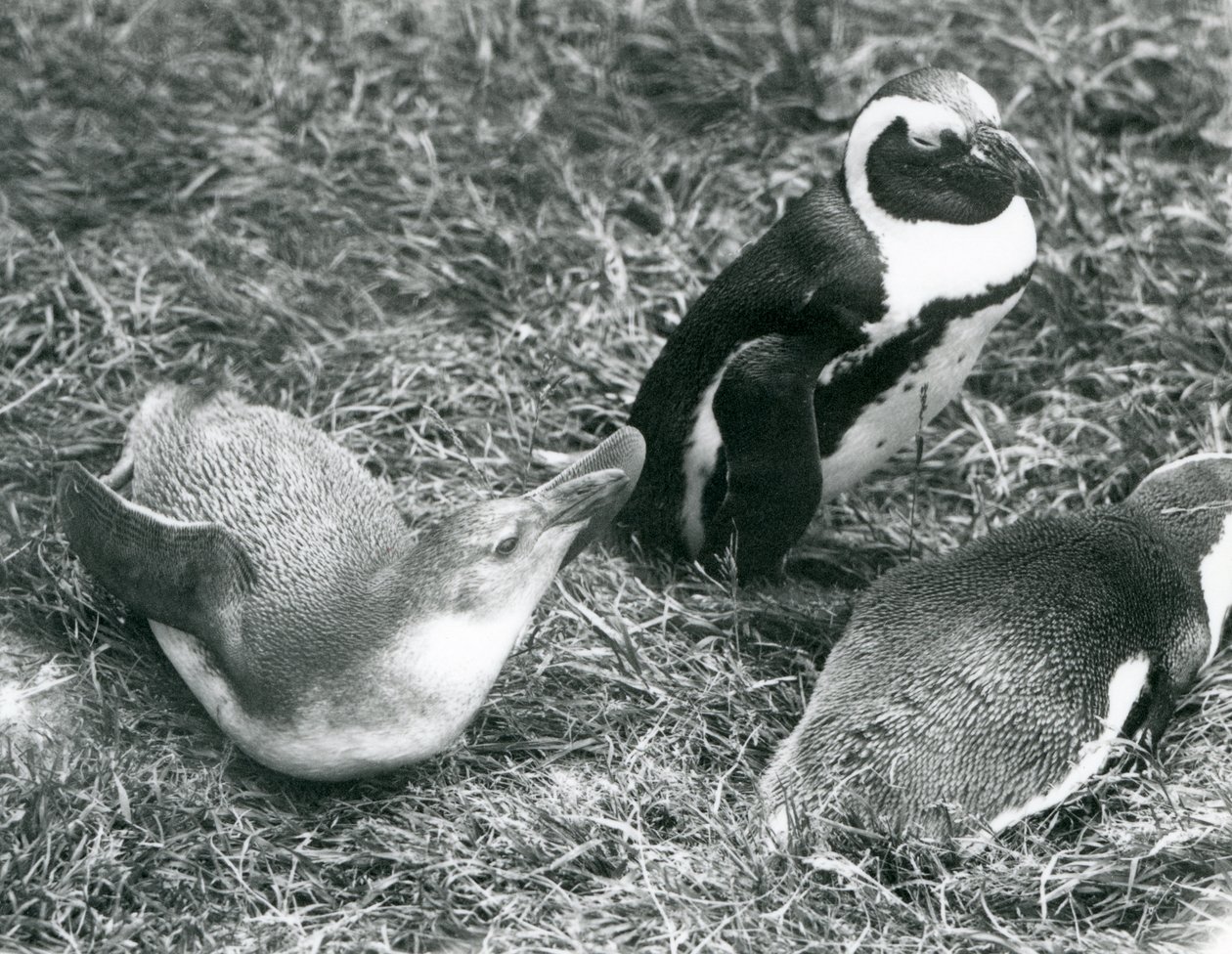 Dwa młodociane i jeden dorosły afrykańskie pingwiny Jackass czarnonogie, siedzące i leżące na trawie, w londyńskim zoo, kwiecień 1925 autorstwa Frederick William Bond