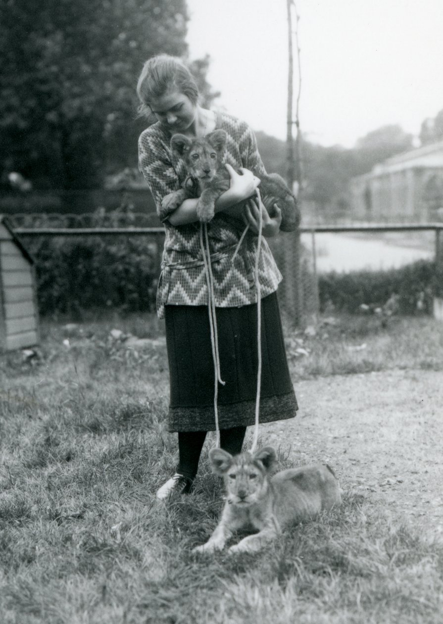 Dwa lwie młode z młodą kobietą w londyńskim zoo w sierpniu 1925 r. autorstwa Frederick William Bond