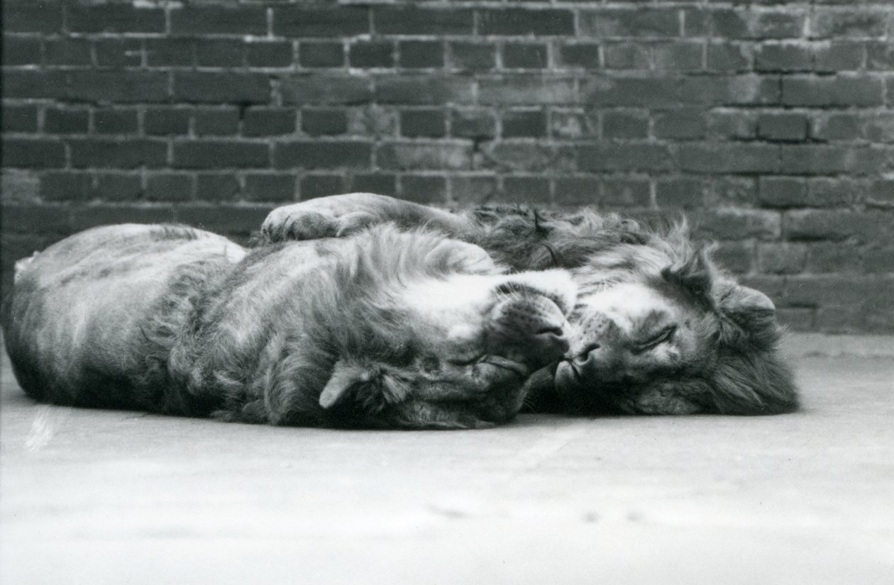 Dwa lwy kładące się do snu z łapami wokół siebie, londyńskie zoo autorstwa Frederick William Bond
