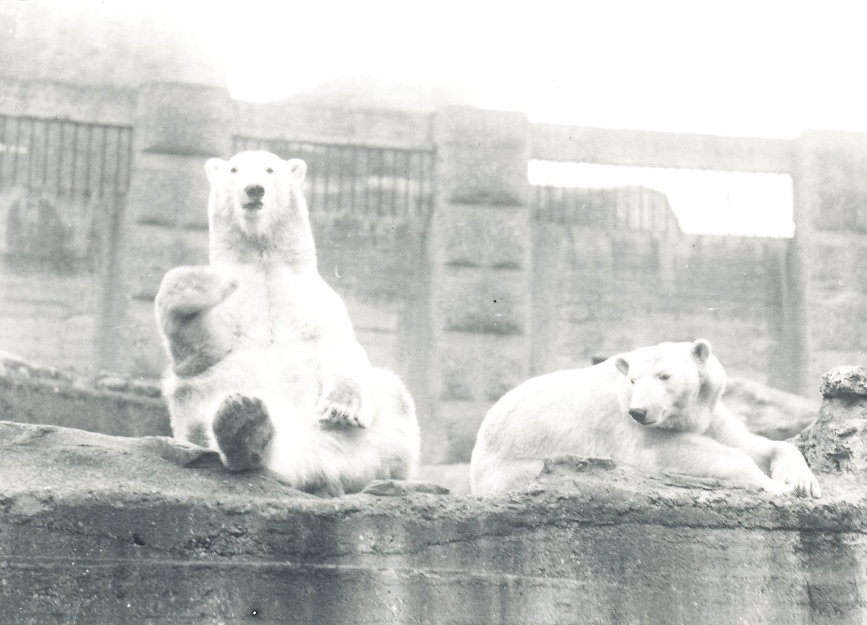 Dwa niedźwiedzie polarne w ZSL London Zoo, 1927 autorstwa Frederick William Bond