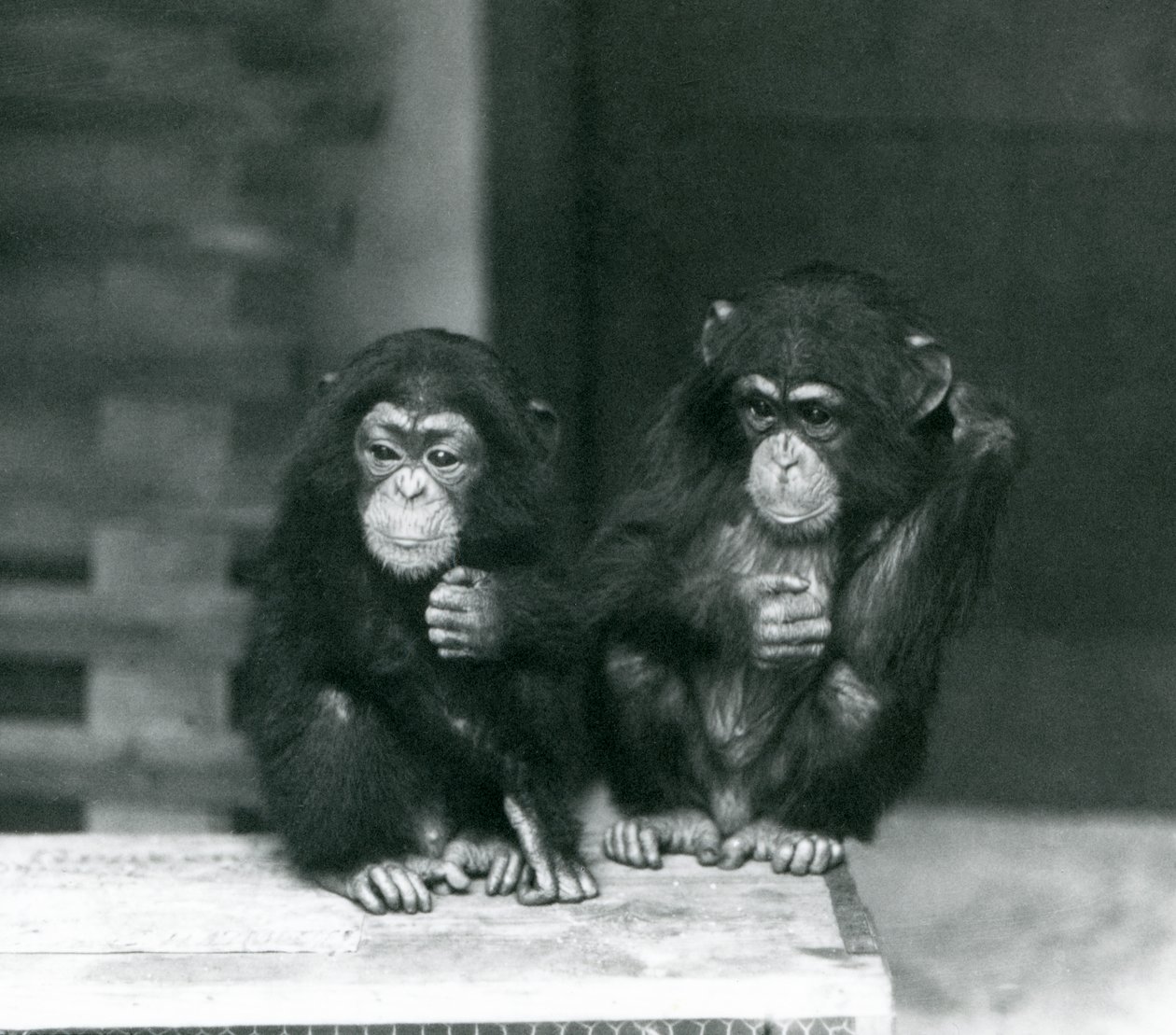 Dwa młode szympansy siedzące na drewnianej skrzyni, londyńskie zoo autorstwa Frederick William Bond