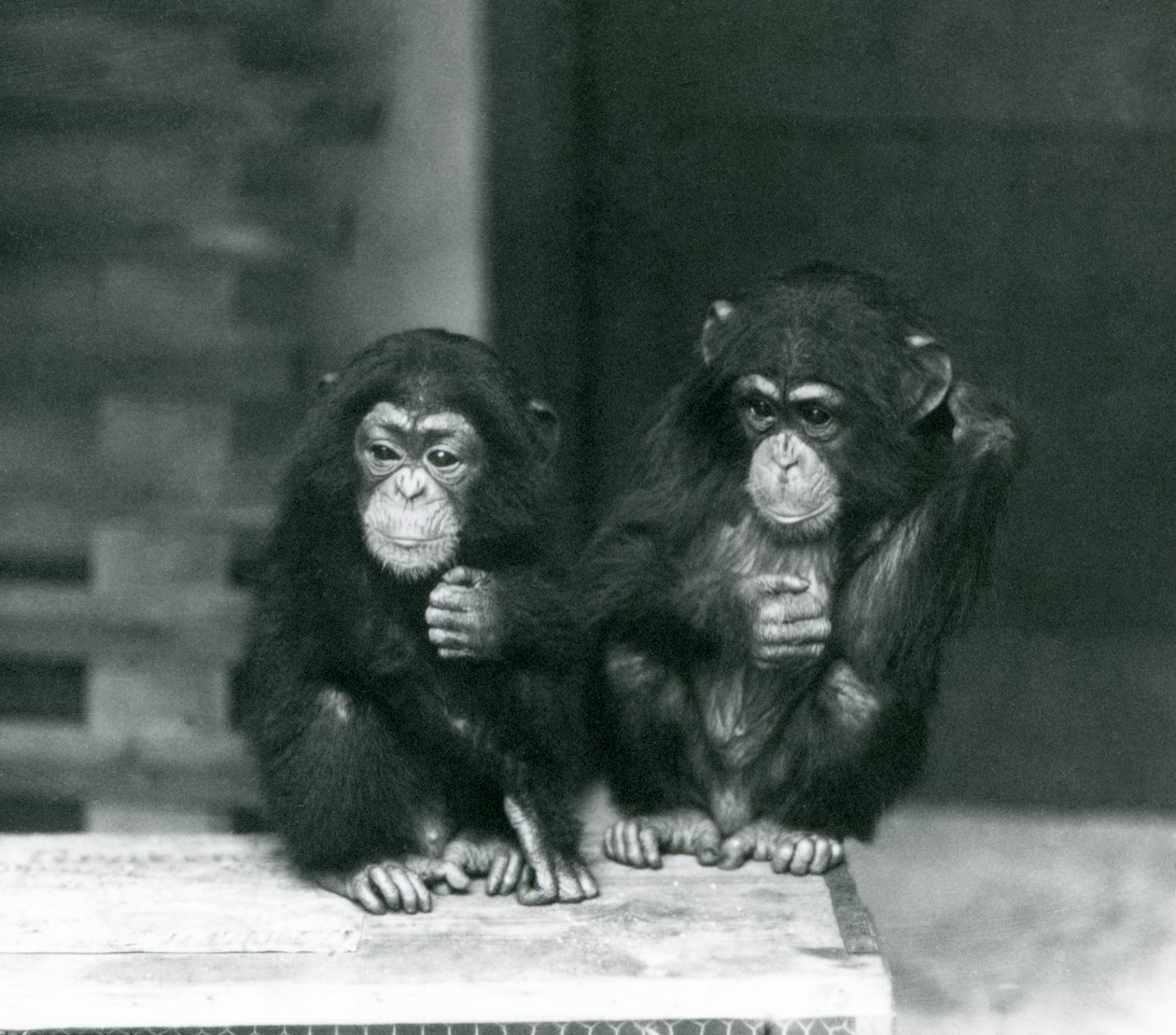Dwa młode szympansy siedzące na drewnianej skrzyni, londyńskie zoo, 1924 autorstwa Frederick William Bond
