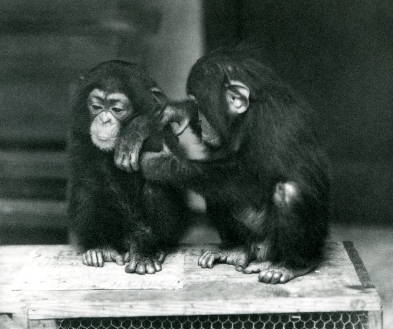 Dwa młode szympansy siedzące na drewnianej skrzyni, londyńskie zoo, 1924 autorstwa Frederick William Bond