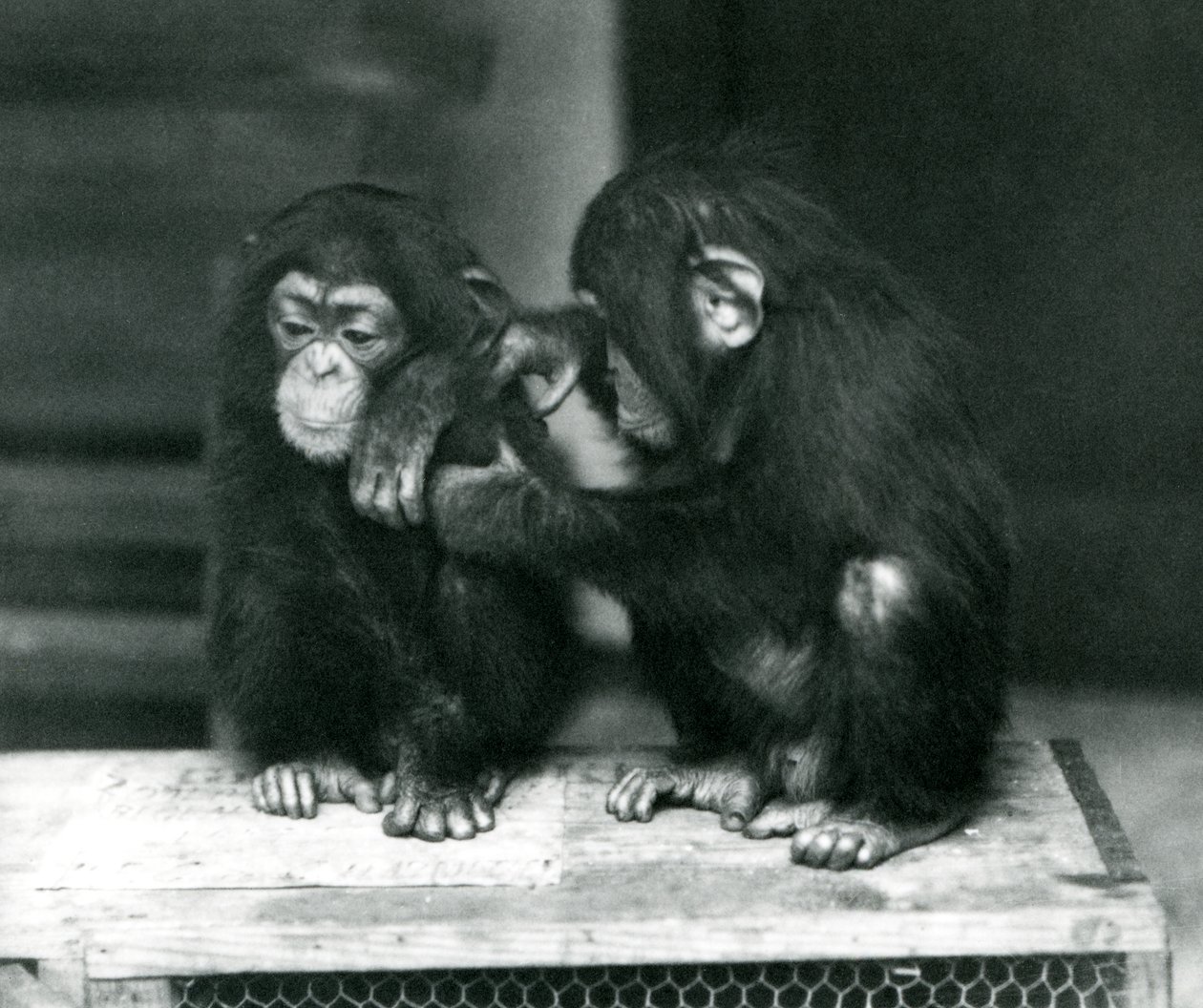 Dwóch młodych szympansów siedzi na drewnianej skrzyni. Jeden siedzi nieruchomo, podczas gdy drugi pielęgnuje futro, londyńskie zoo autorstwa Frederick William Bond