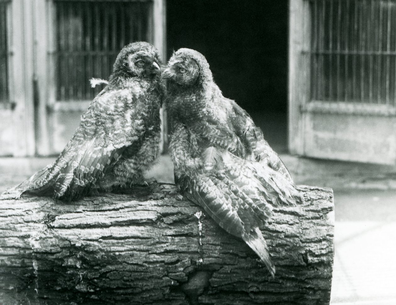 Dwie młode puszczyki mszarne, znane również jako lapońska lub lapońska, naprzeciw siebie siedzące na kłodzie, londyńskie zoo, sierpień 1926 (zdjęcie czarno-białe) autorstwa Frederick William Bond