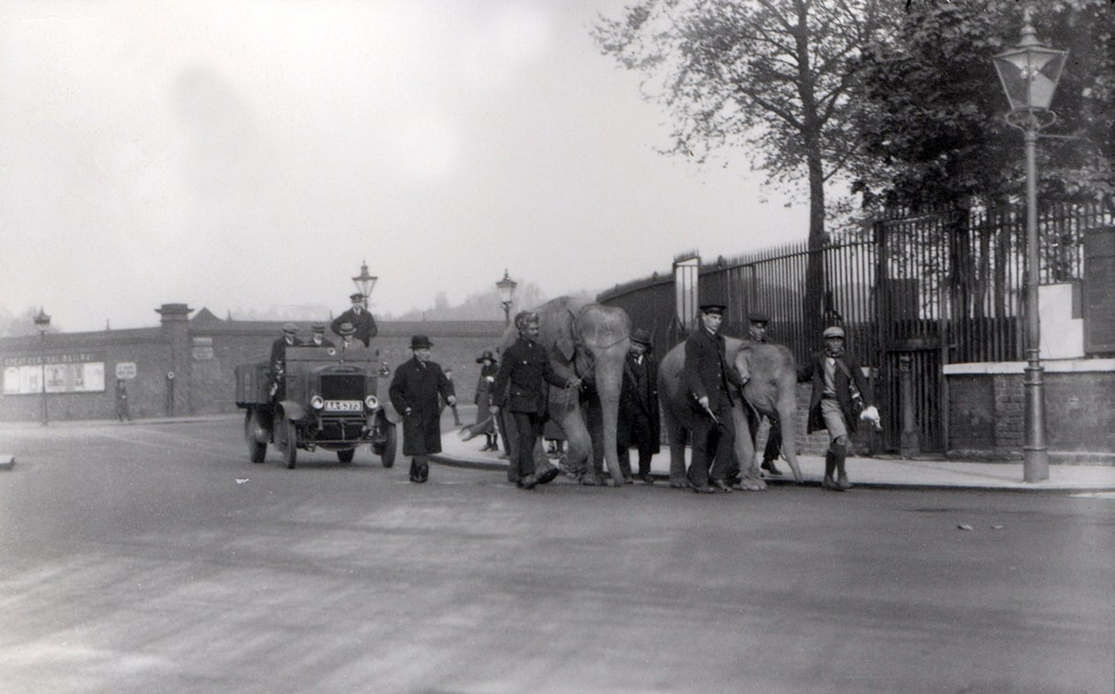 Spacerując z parą słoni z doków w 1923 r. do ZSL London Zoo, ostatni raz, kiedy to zostało zrobione? autorstwa Frederick William Bond