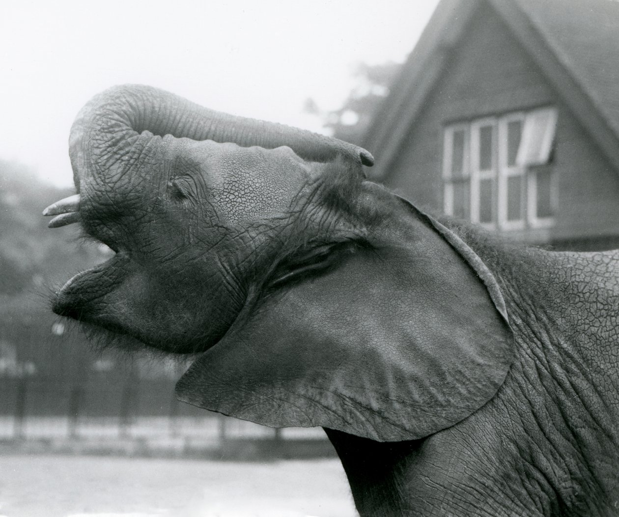 Młody słoń afrykański Kiberenge podnosi trąbę i woła, londyńskie zoo, sierpień 1925 r. autorstwa Frederick William Bond