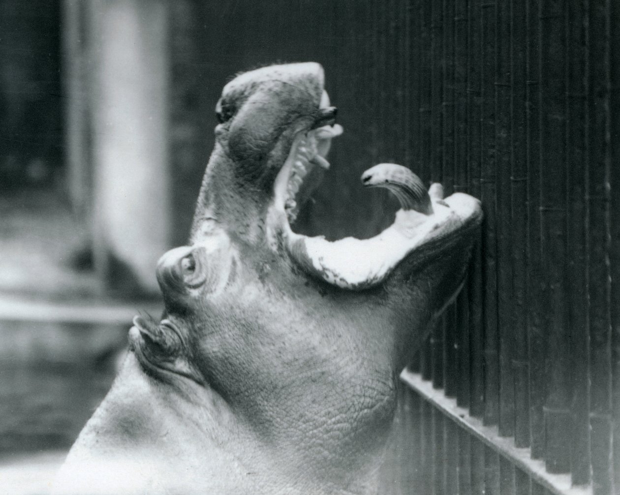 Młody hipopotam Bobbie w londyńskim zoo, 1927 autorstwa Frederick William Bond