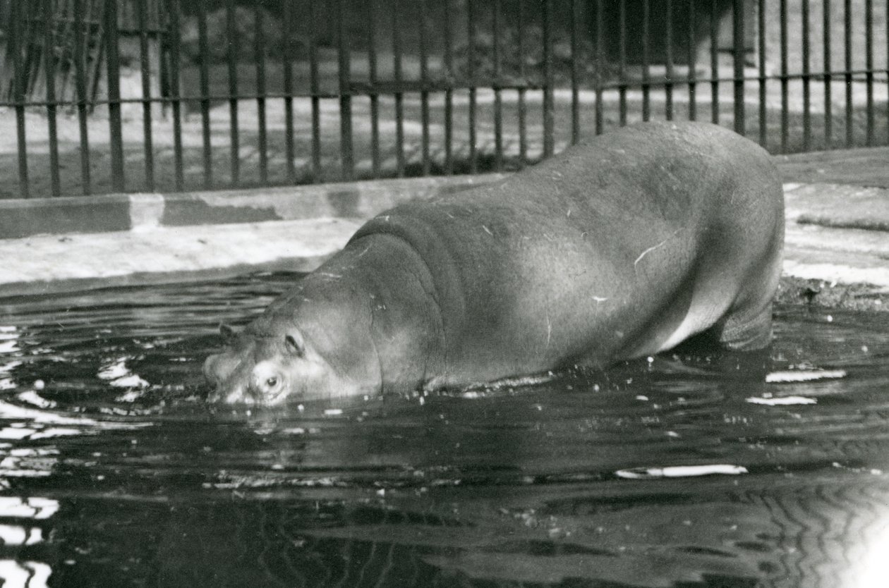 Młody hipopotam Bobbie wchodzi do swojego basenu w londyńskim zoo w sierpniu 1927 r. autorstwa Frederick William Bond