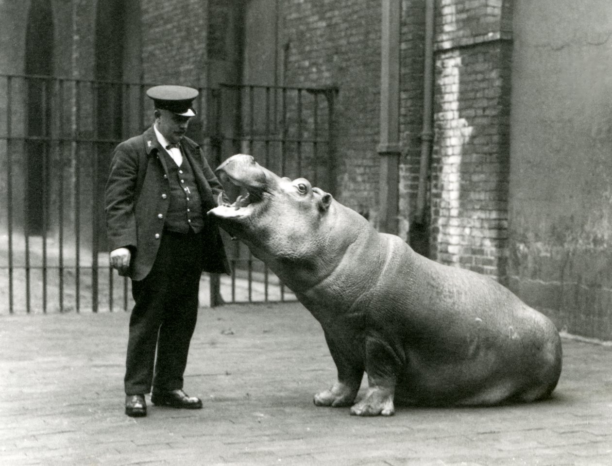 Młody hipopotam Bobbie siedzący dla opiekuna Erniego Bowmana, londyńskie zoo, lipiec 1923 (zdjęcie mc) autorstwa Frederick William Bond