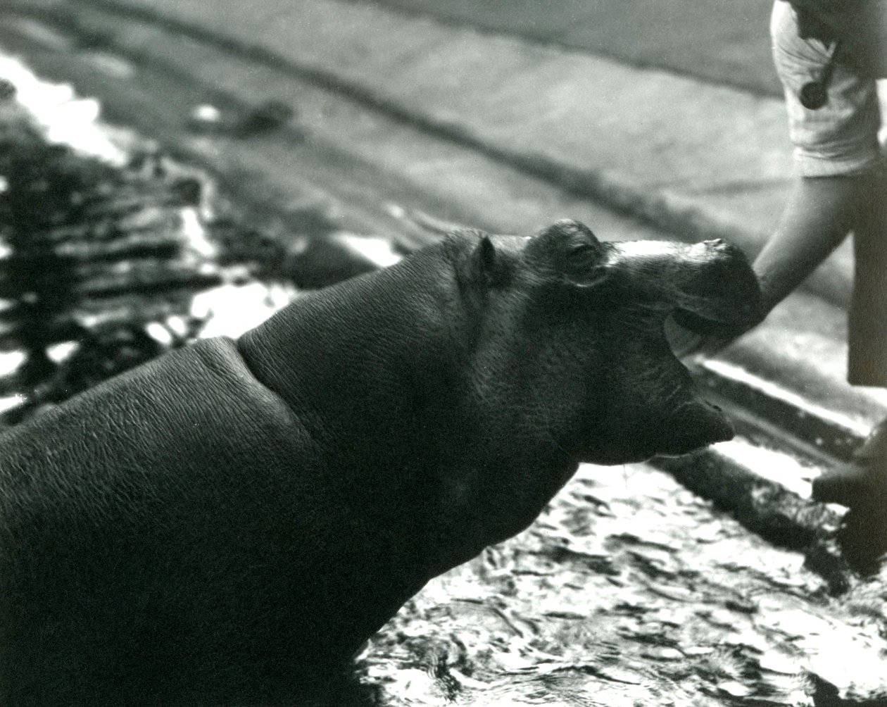 Młody hipopotam "Bobbie" z opiekunem w londyńskim zoo, wrzesień 1920 r. autorstwa Frederick William Bond