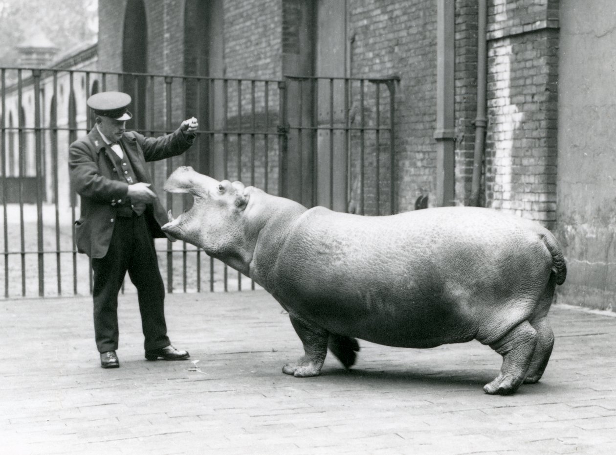 Młody Hipopotam Bobbie z opiekunem Ernie Bowmanem, Londyńskie Zoo, lipiec 1923 (zdjęcie bw) autorstwa Frederick William Bond