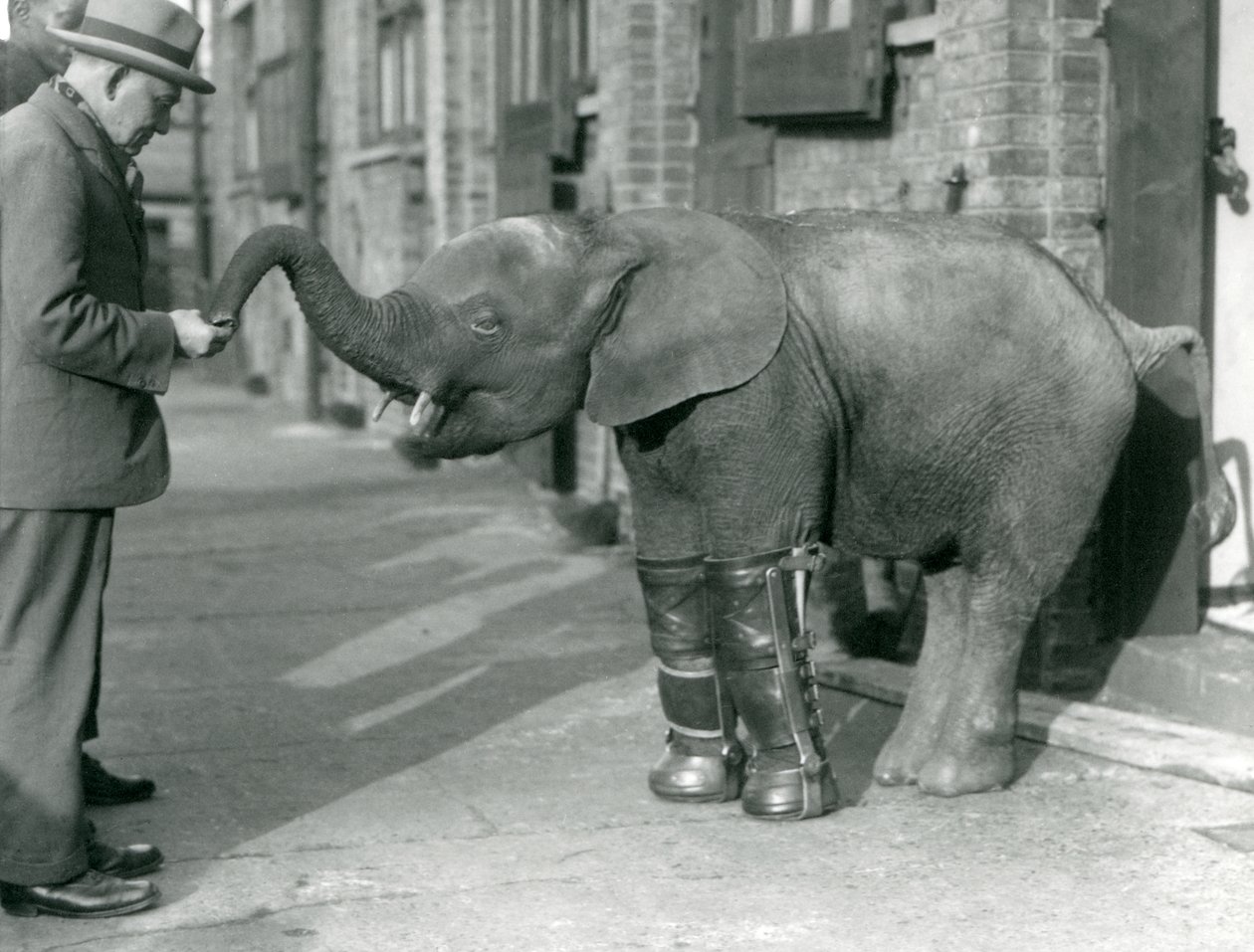 Młody karłowaty słoń afrykański Oojah z założonymi szynami w ramach leczenia krzywicy, londyńskie zoo, 1926 autorstwa Frederick William Bond