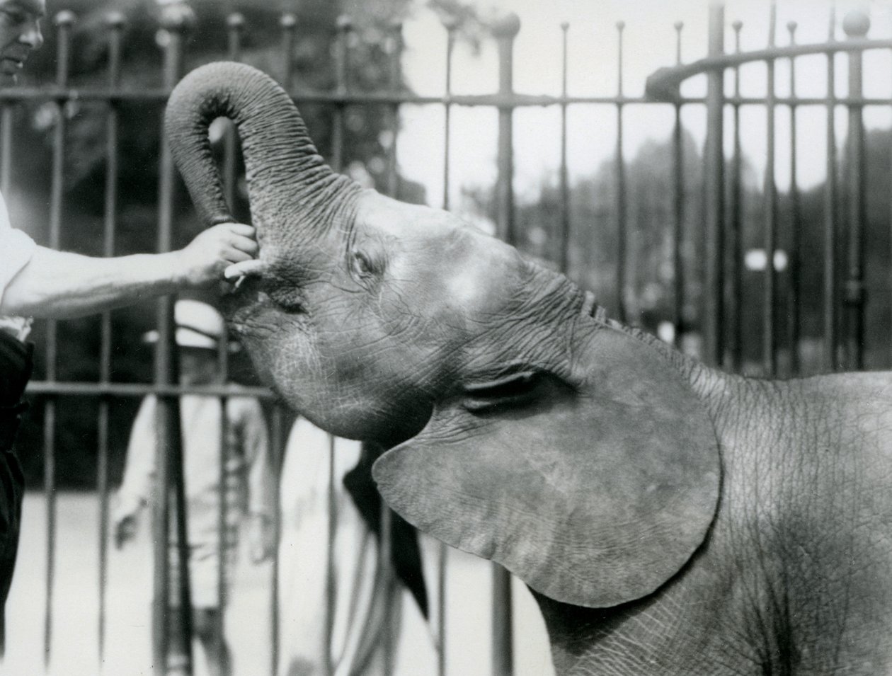Młoda samica afrykańskiego słonia karłowatego Oojah otrzymuje smakołyk, londyńskie zoo, lipiec 1925 r. autorstwa Frederick William Bond