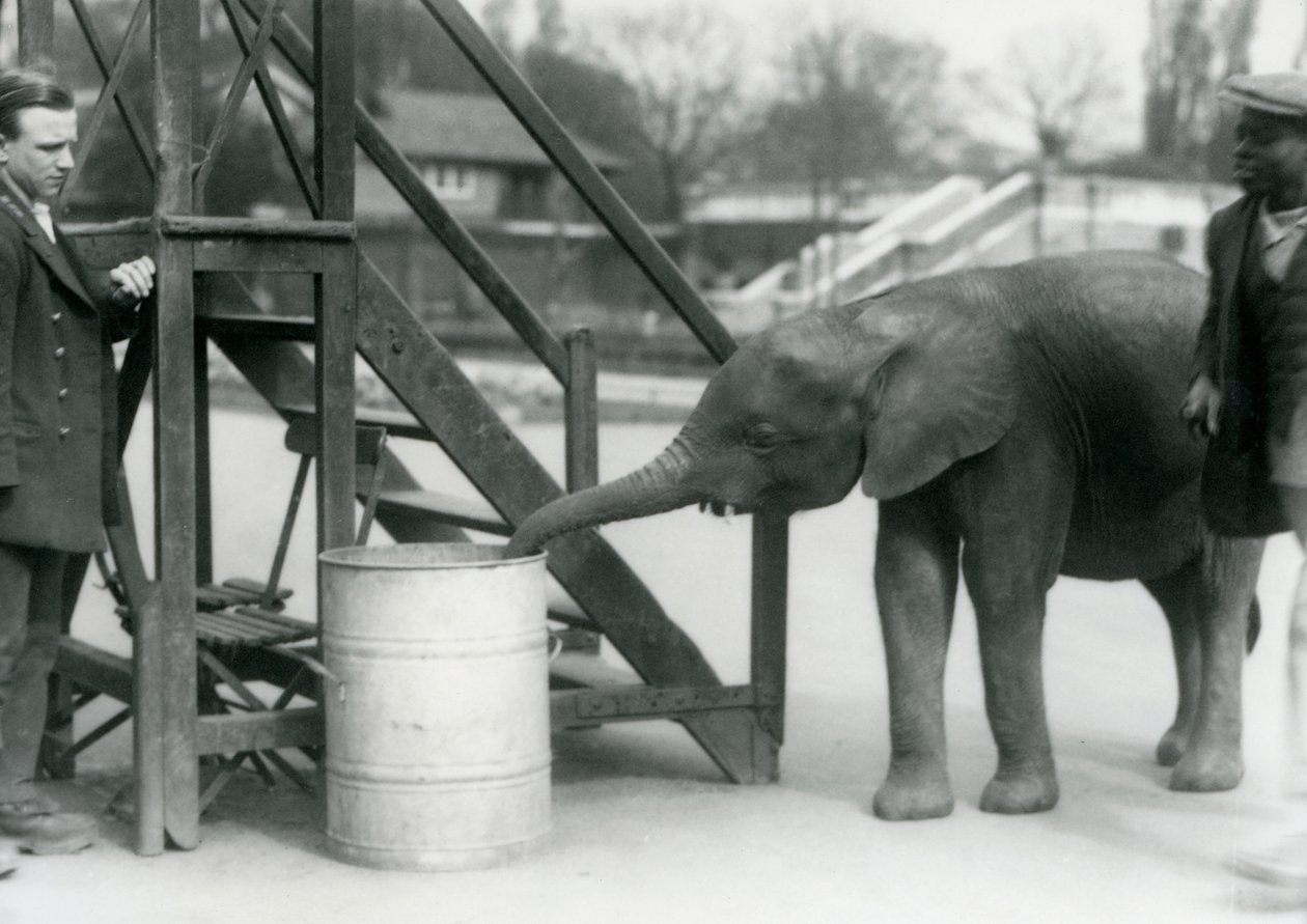 Młoda samica afrykańskiego słonia karłowatego Oojah bada beczkę z trąbą, podczas gdy jej opiekun i trener przyglądają się, londyńskie zoo, lipiec 1925 autorstwa Frederick William Bond
