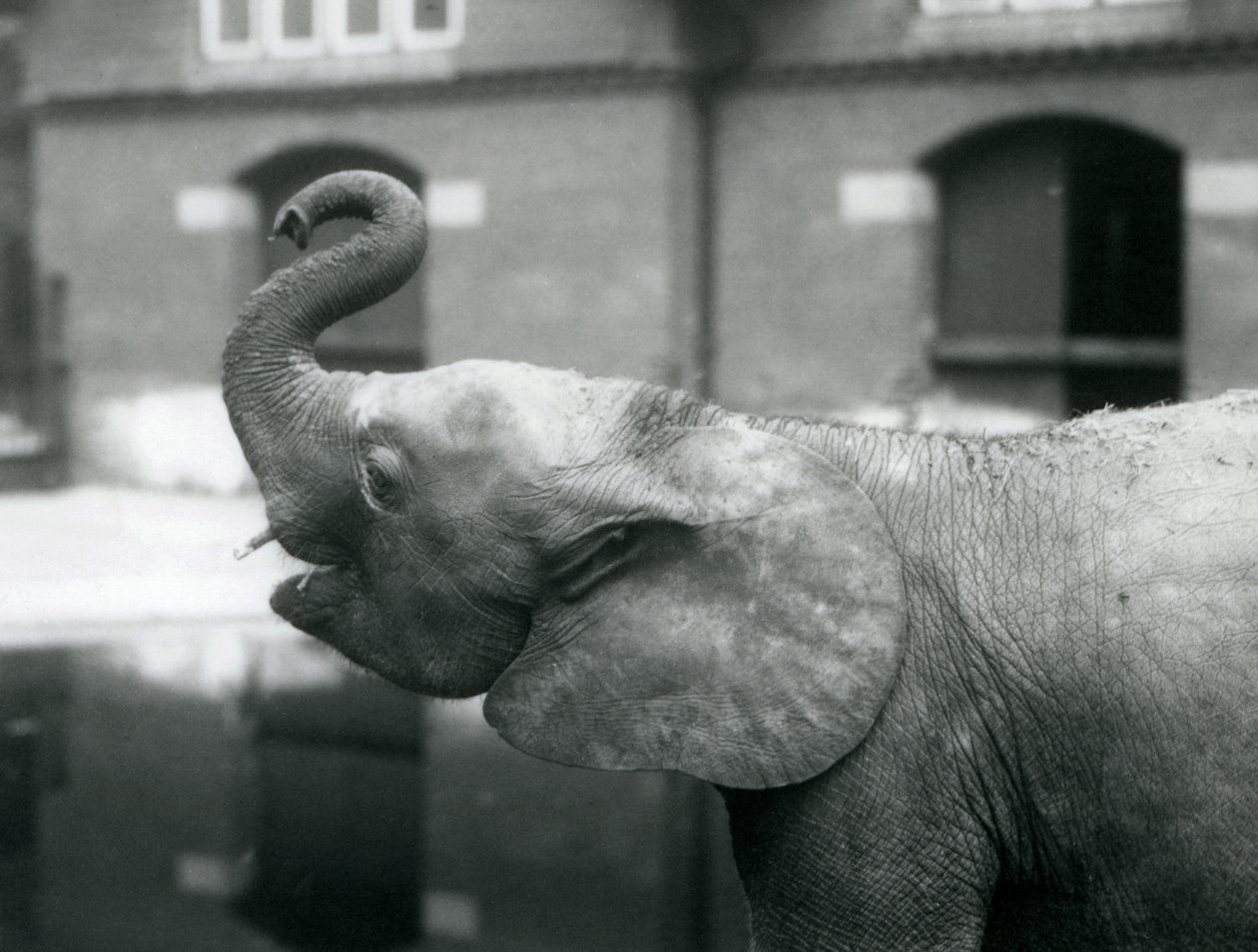 Młoda samica słonia afrykańskiego Oojah podnosząca trąbę w londyńskim zoo, sierpień 1925 r autorstwa Frederick William Bond