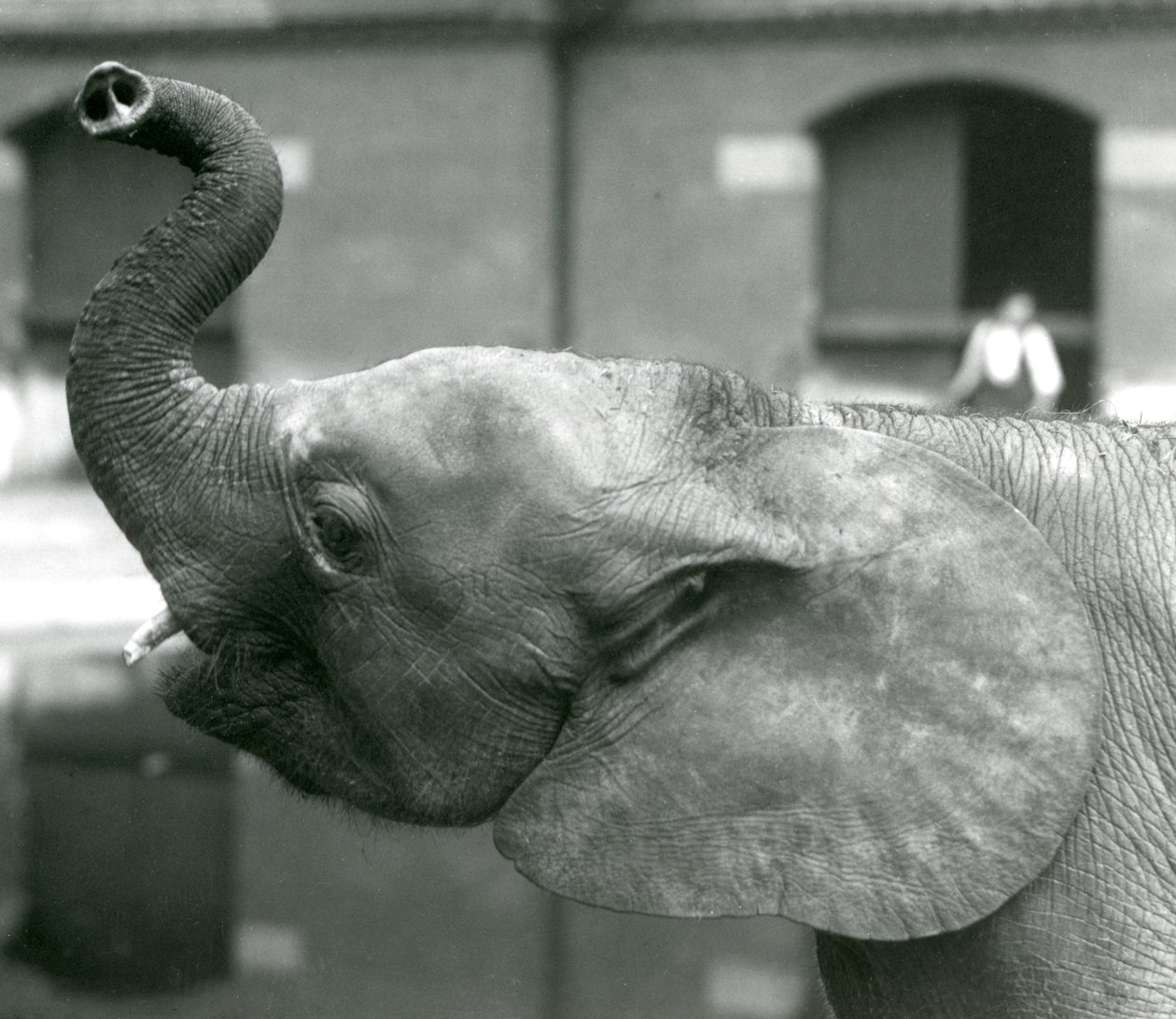 Młoda samica słonia afrykańskiego Oojah podnosząca trąbę w londyńskim zoo, sierpień 1925 r autorstwa Frederick William Bond