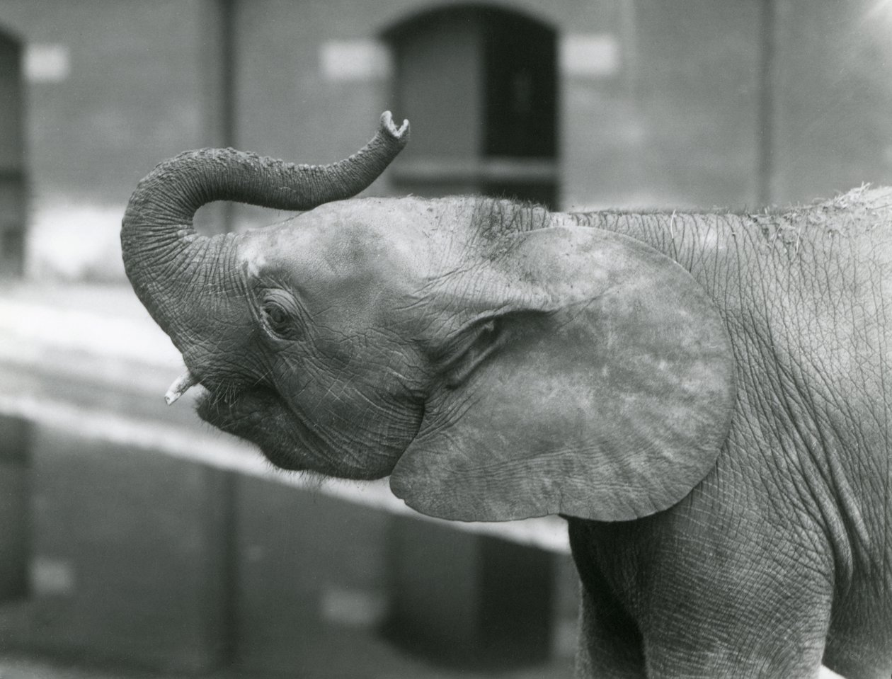 Młoda samica afrykańskiego słonia karłowatego Oojah podnosząca trąbę w londyńskim zoo, lipiec 1925 r. autorstwa Frederick William Bond