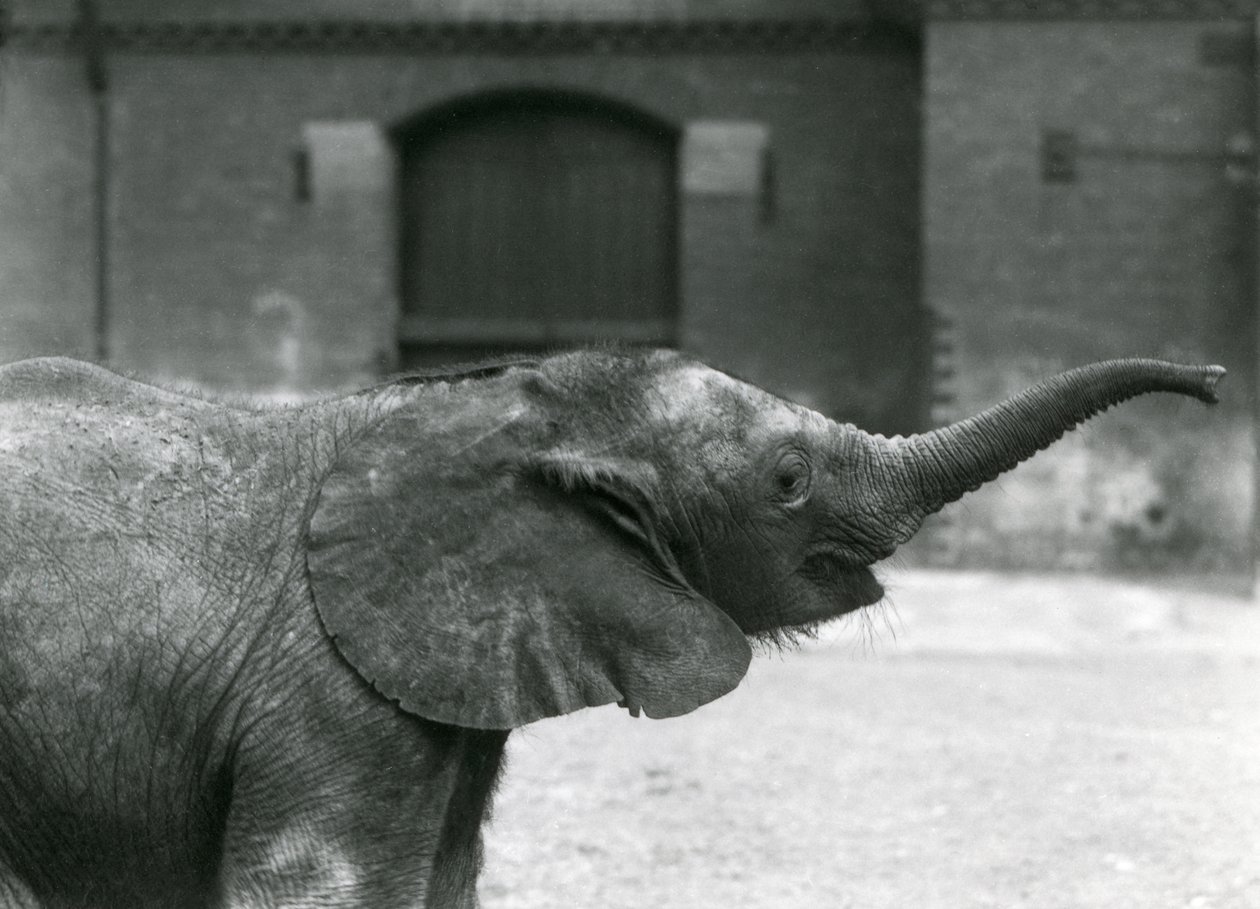 Młoda samica afrykańskiego słonia karłowatego Oojah podnosi trąbę na smakołyk w londyńskim zoo, lipiec 1925 r. autorstwa Frederick William Bond