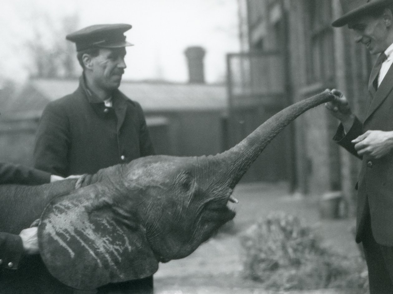 Młoda samica afrykańskiego słonia karłowatego Oojah podnosi trąbę na smakołyk w londyńskim zoo, czerwiec 1925 r. autorstwa Frederick William Bond