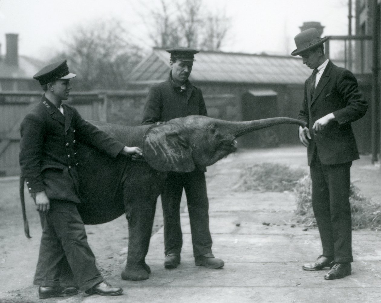Młoda samica afrykańskiego słonia karłowatego Oojah podnosi trąbę na smakołyk w londyńskim zoo, czerwiec 1925 r. autorstwa Frederick William Bond