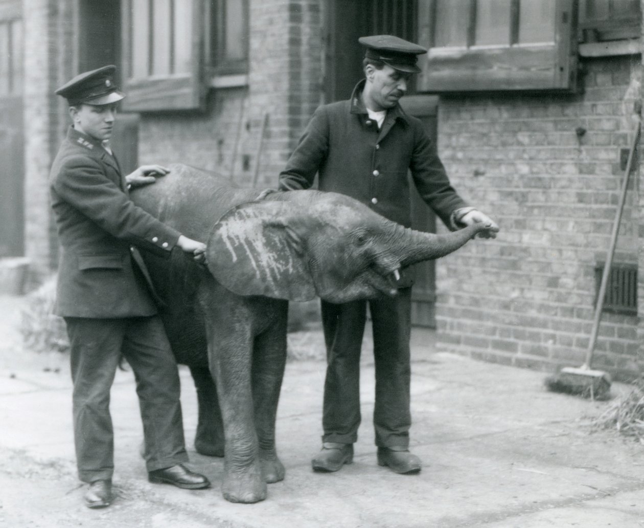Młoda samica afrykańskiego słonia karłowatego Oojah podnosi trąbę po smakołyk od swoich opiekunów w londyńskim zoo, kwiecień 1925 autorstwa Frederick William Bond