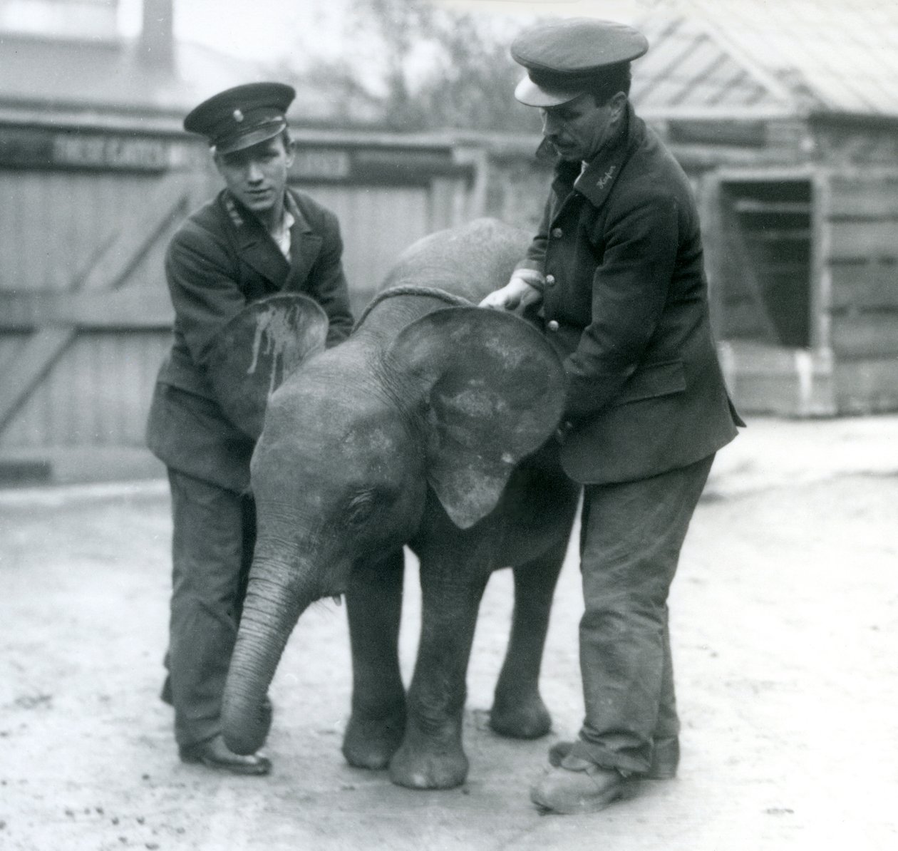 Młoda samica słonia afrykańskiego Oojah z dwoma opiekunami w londyńskim zoo w kwietniu 1925 r. autorstwa Frederick William Bond