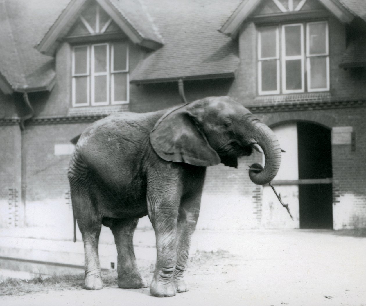Młody samiec słonia afrykańskiego Kiberenge stojący przed słoniarnią, londyńskie zoo, czerwiec 1927 r. autorstwa Frederick William Bond