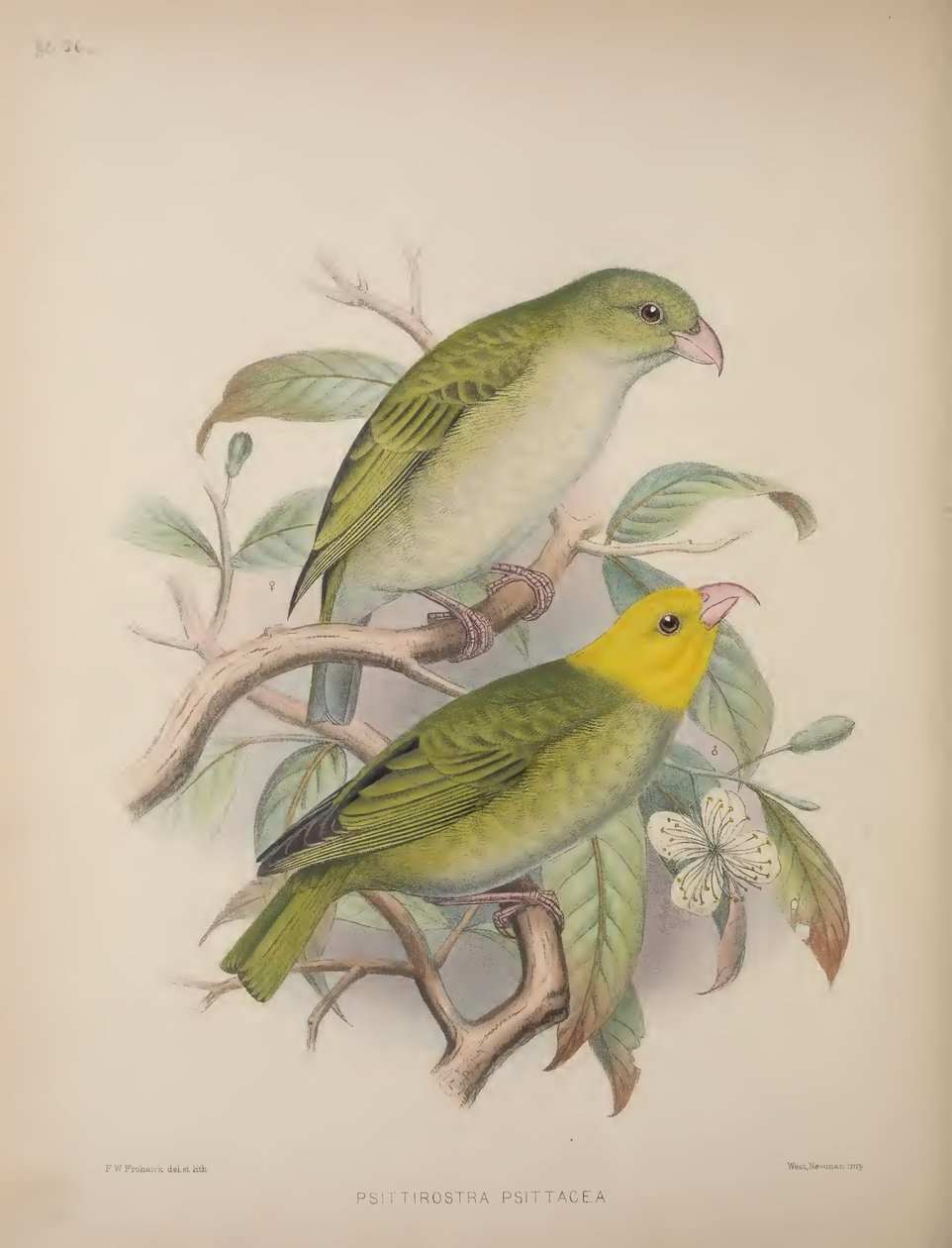 Psittirostra Psittacea, z 