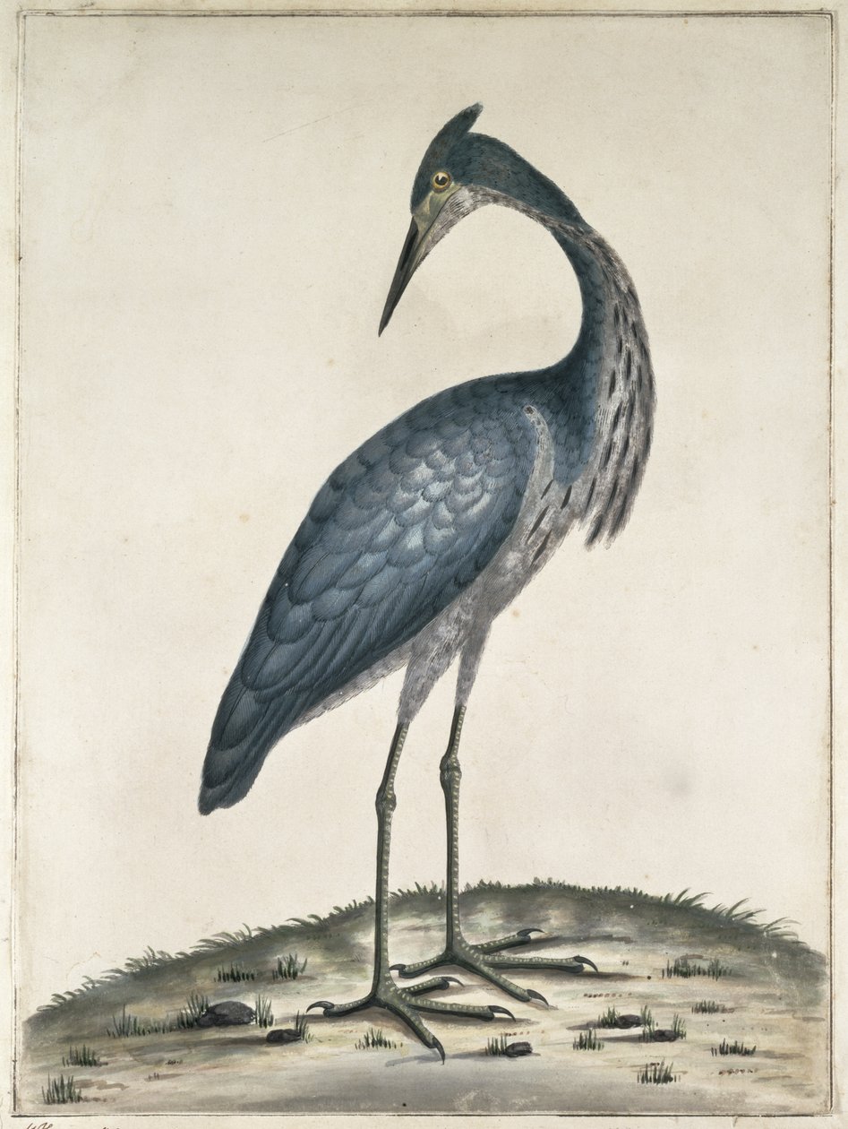 Czapla, 1789 (toaleta i tusz na papierze) autorstwa Frederick William Hayes