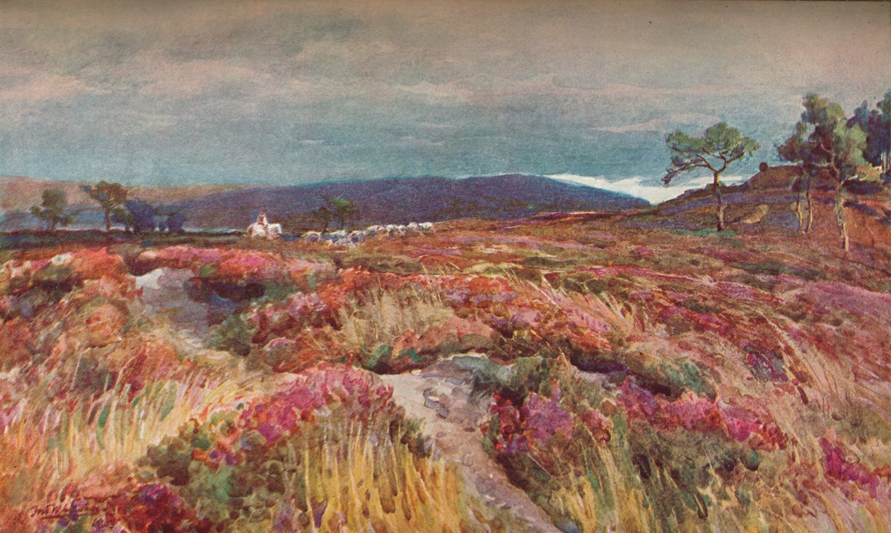 O katedrze Heath Lytchett, ok. 1904 r. autorstwa Frederick William Newton Whitehead